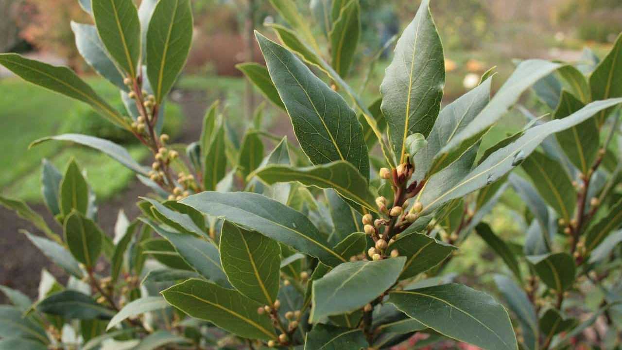 Alloro-Laurus-nobilis